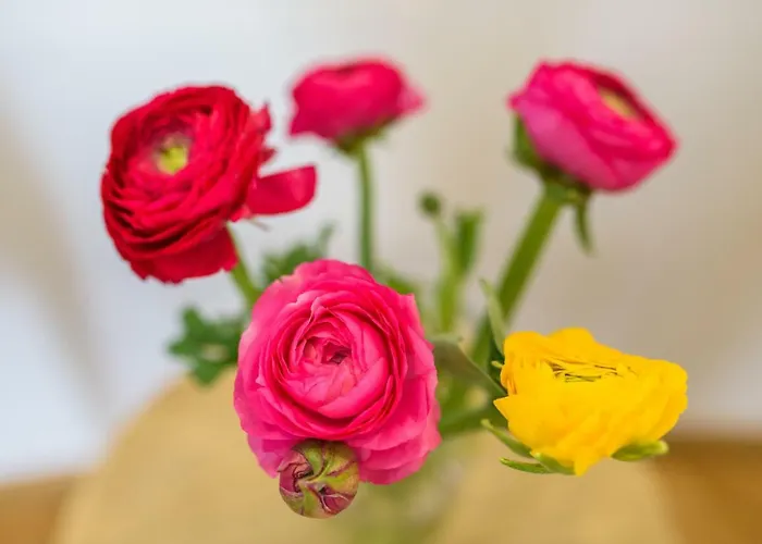 Apartman Deluxe Renata Split